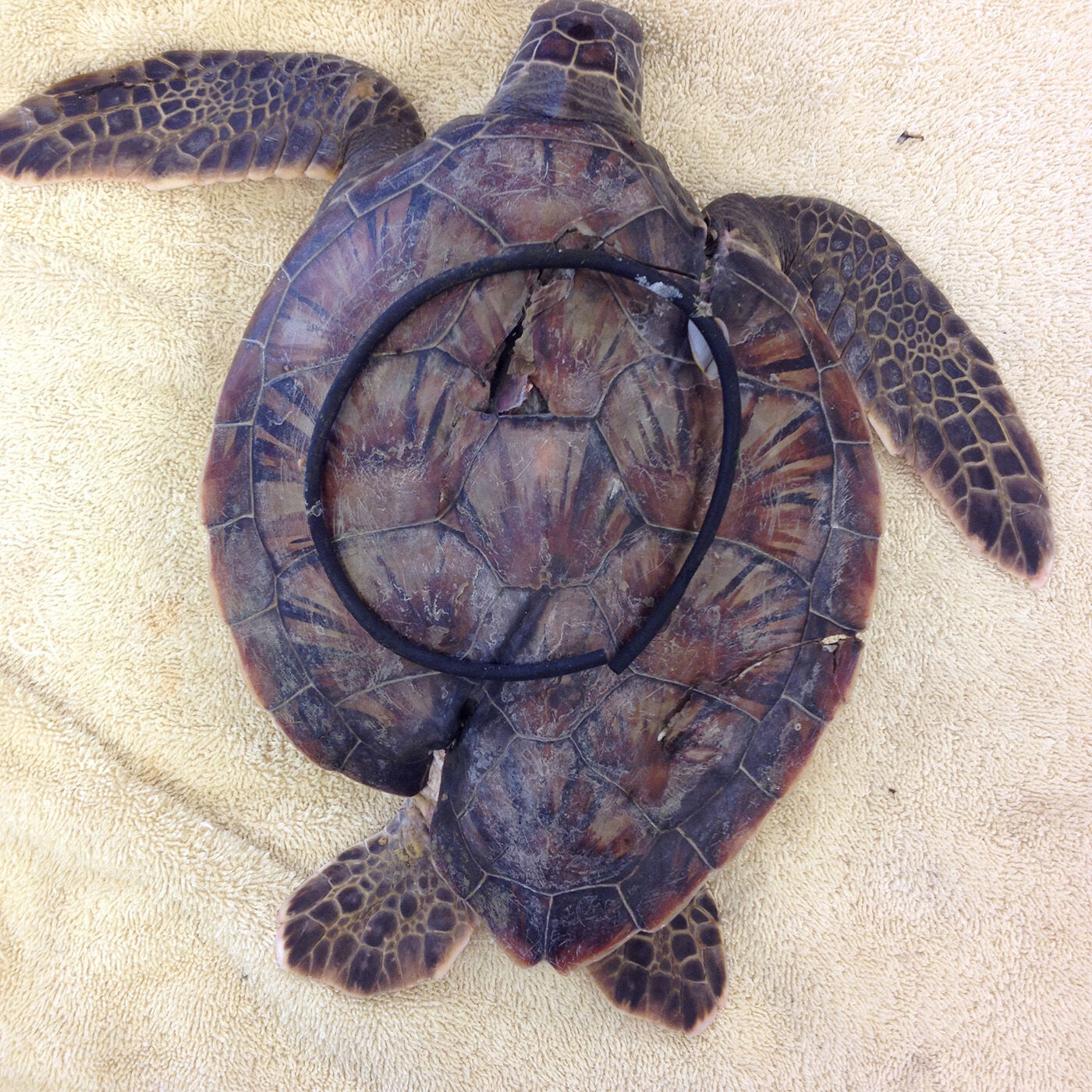 Sea turtle plastic entanglement